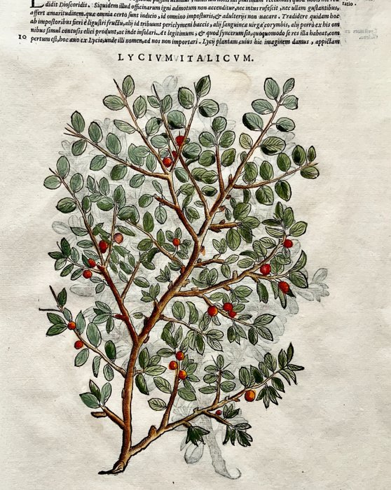 Giorgio Liberale; W. Meyerpeck - Folio with 2 large woodcuts - Goji Berry, Wolfberry, Tea Plant [Lycium Italicum] & Boxwood [Buxus] - Hand coloured folio - 1565 - 1565