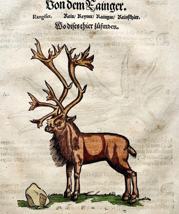Conrad Gesner [1516-1566] - Large Folio with 3 woodcuts - Reindeer - 1563 - 1563