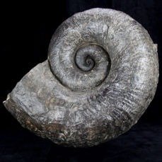 Large, heavy Jurassic Ammonite - Guscio/conchiglia - 250×190×110 mm