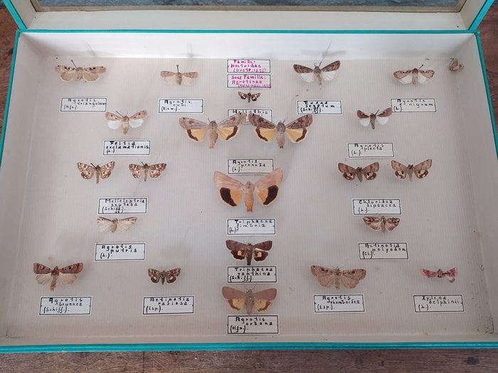 Raffinata collezione di farfalle miste etichettate - various species - 39×26×6 cm