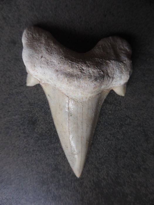 Un pezzo da sogno di Megalodon, un dente di squalo di 70 mm, perfettamente conservato ed - Dente - Otodus Obliquus Megalodon 70 mm - 70×50×22 mm