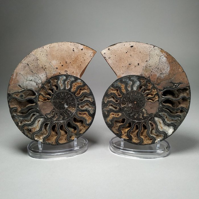 Superba Ammonite Cleoniceras sezionata - in piedi - Cleoniceras sp. - 19×17×14.5 cm