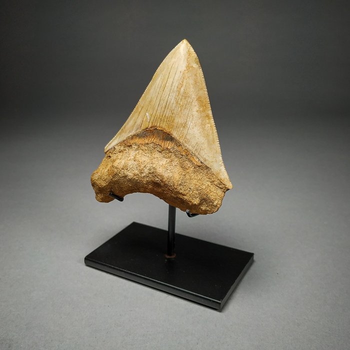 Squalo Megalodonte - Dente - Carcharocles megalodon - 8.6×7.7×2.1 cm