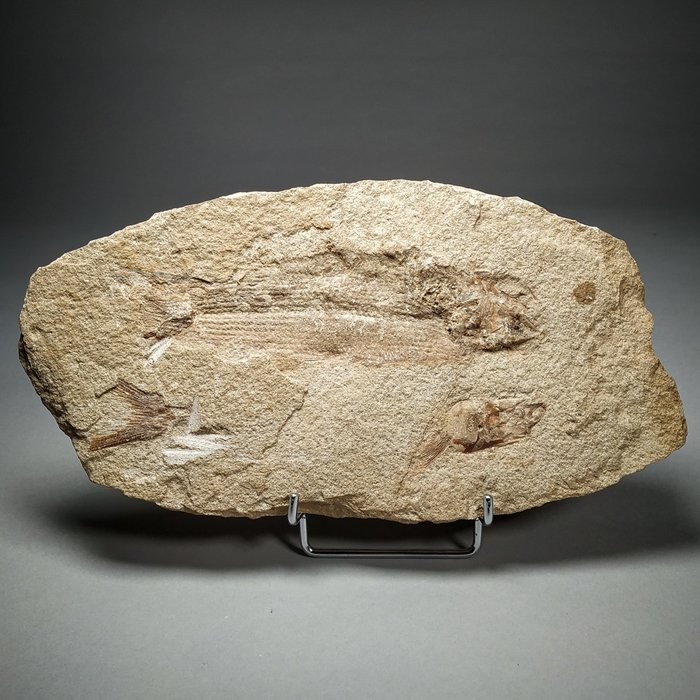 Pesci fossili su matrice originale - montato su supporto in metallo - Tharrias araripis - 27.5×14×3 cm