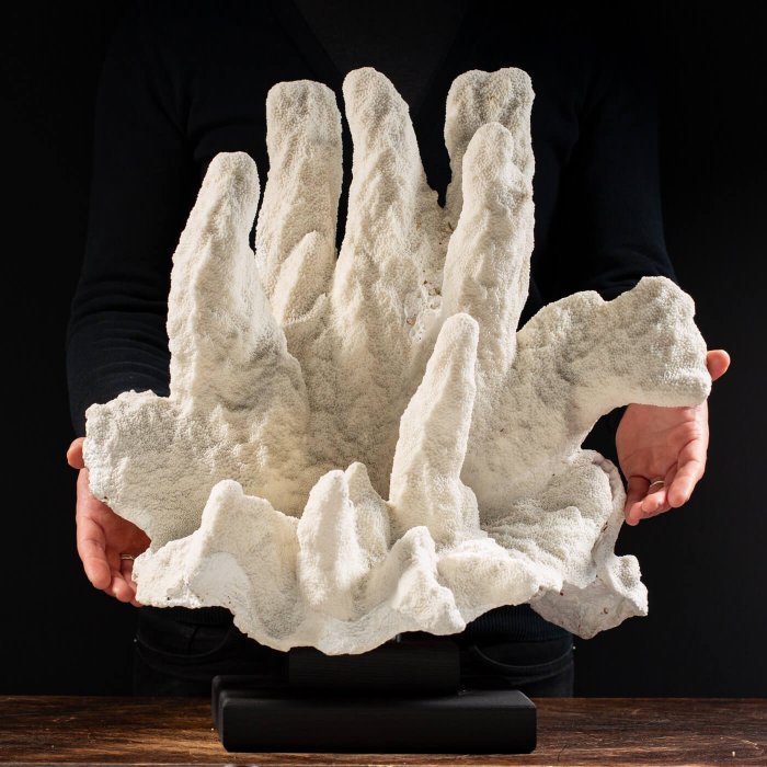 Großer dekorativer Korallenzweig auf Sockel. 18,8 kg - Hervorragend - Koralle - Acropora Palifera - 510×490×420 mm