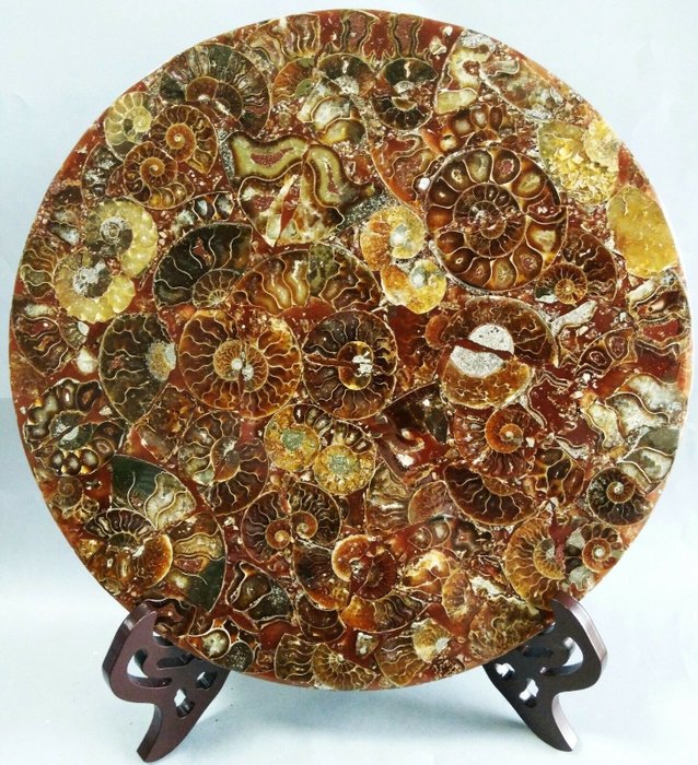 Ammonite del Madagascar finemente preparata - 113×112×7 mm