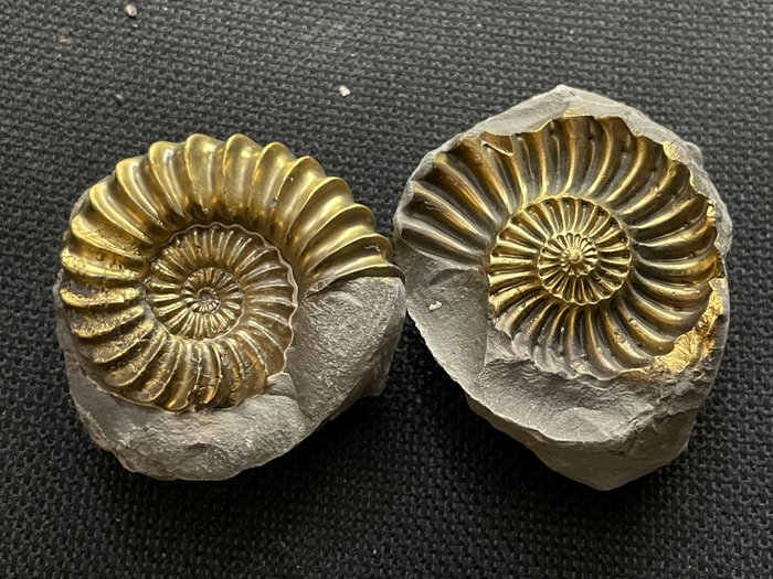 Ammonite - Su matrice - pleuroceras solare - 47×40×28 mm