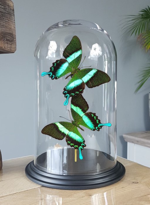 Cupola a farfalla con farfalle di pavone sotto cupola - Papilio blumei - 32×20×20 cm
