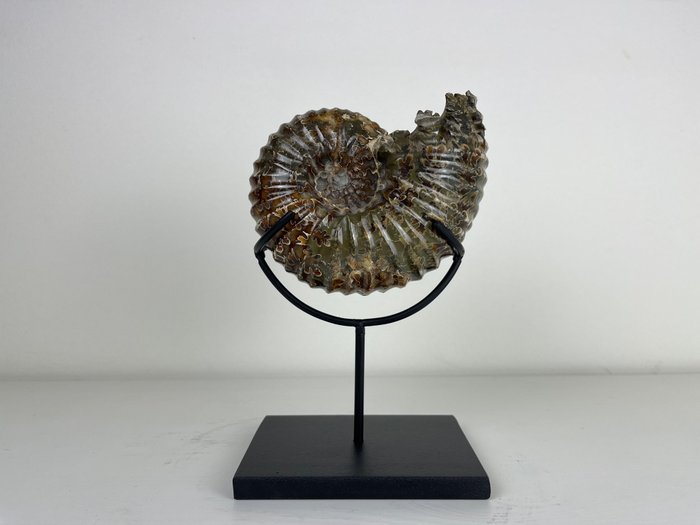 Fossile - ammonite - Douvilleiceras - 13×10×7 cm