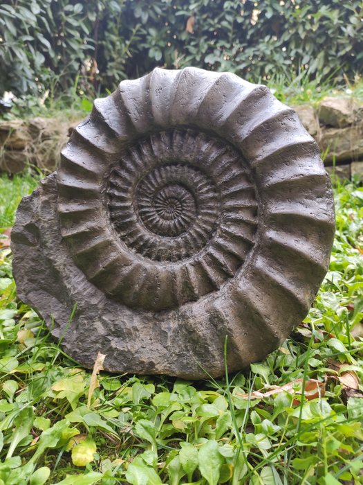 enorme museo ammonite - Su matrice originale - Arietites bucklandi - 35×30×10 cm