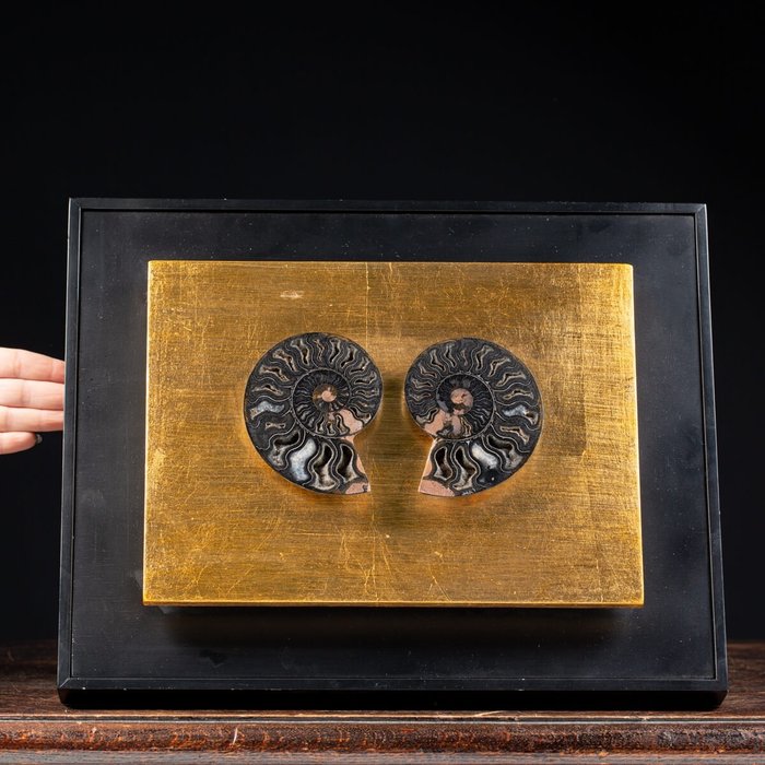 Sectioned, hand-polished Ammonite on designer frame - Cleoniceras sp. - 405×320×60 mm