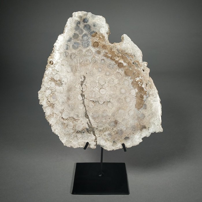 Lastra di Corallo Fossile - su supporto personalizzato - 22×19×1 cm