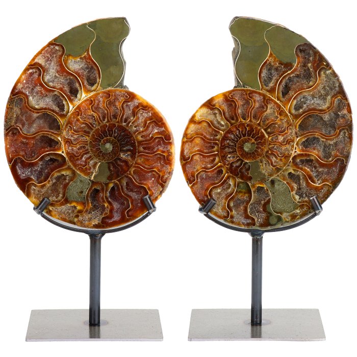 Alta qualità - Metà di ammonite (coppia) - Pezzo interno personalizzato - 24×13×8 cm