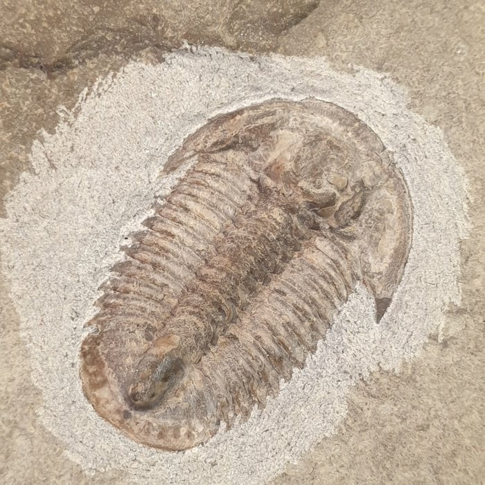 Trilobite - trilobite molto raro in matrice - Michaspis librata - 8×7×1 cm