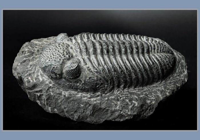 enorme trilobite 3D in ottime condizioni - con occhi composti - attraente su matrice originale - Drotops megalomanicus - 19.5×12.5×7.5 cm