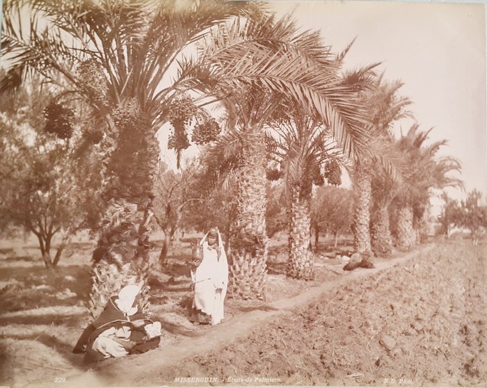 N.D - 1890 - Algérie - Photoalbum
