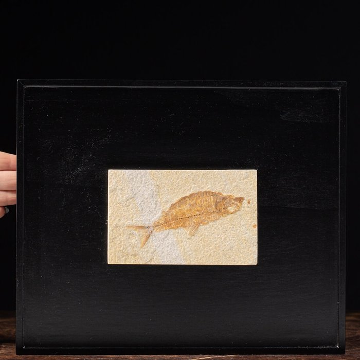 Wyoming Fossil Fish - Knightia - 295×245×40 mm