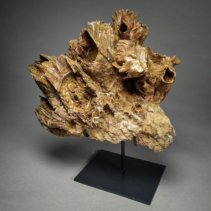 Bellissimo blocco di balanus fossile - montato su supporto metallico personale - Balanus sp. - 17×14×8 cm