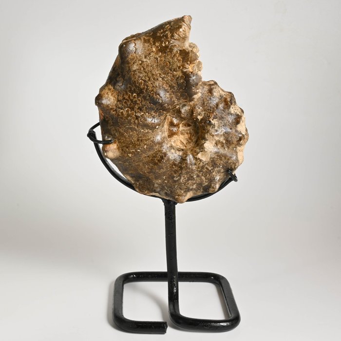 Ammonite - su supporto in metallo personalizzato SENZA RISERVA - Mammites nodosoides
