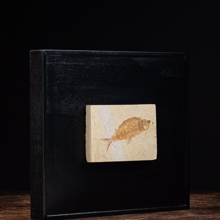 懷俄明州化石魚 - Knightia - 295×245×40 mm