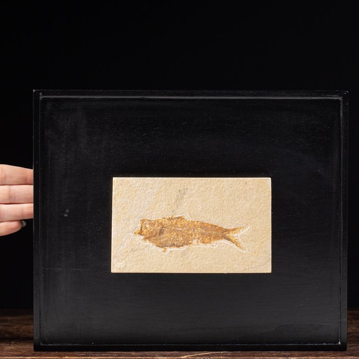 Wyoming Fossil Fish - Knightia - 295×240×30 mm