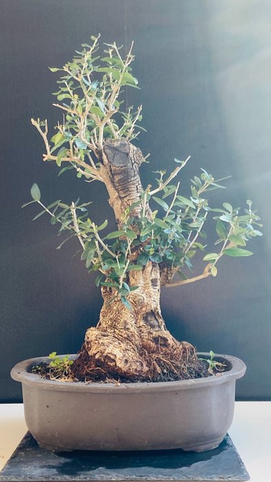 Bonsai ulivo (Olea europaea) - 40×48 cm - Spagna