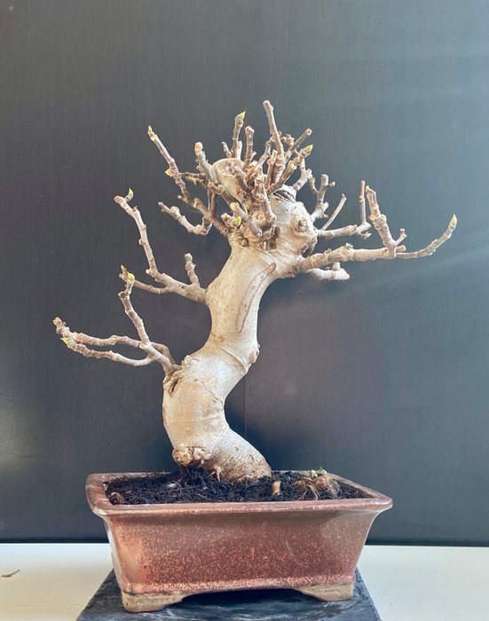 Bonsai di fico (Ficus) - 38×40 cm - Spagna
