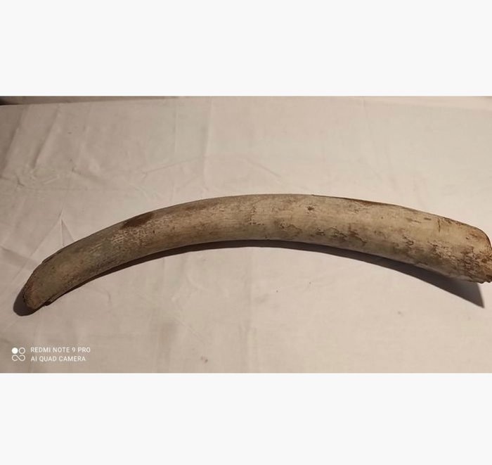 Mammut Lanoso - Zanna - .×.×77 cm
