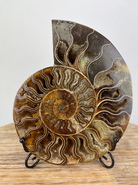 ammonite tagliata a metà - fossile - Cleoniceras - 19×15.5×2.5 cm