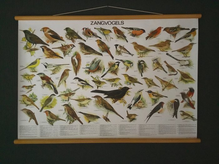 Slijper - Schoolplaat poster zangvogels - 2000'erne
