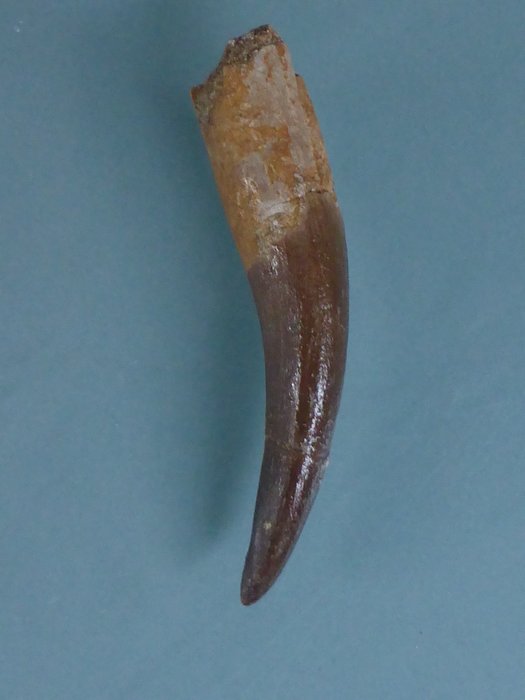 Dente di Plesiosauro da 60 mm raro, estremamente grande e bello - Dente - Plesiosaurus - 60×15×15 mm
