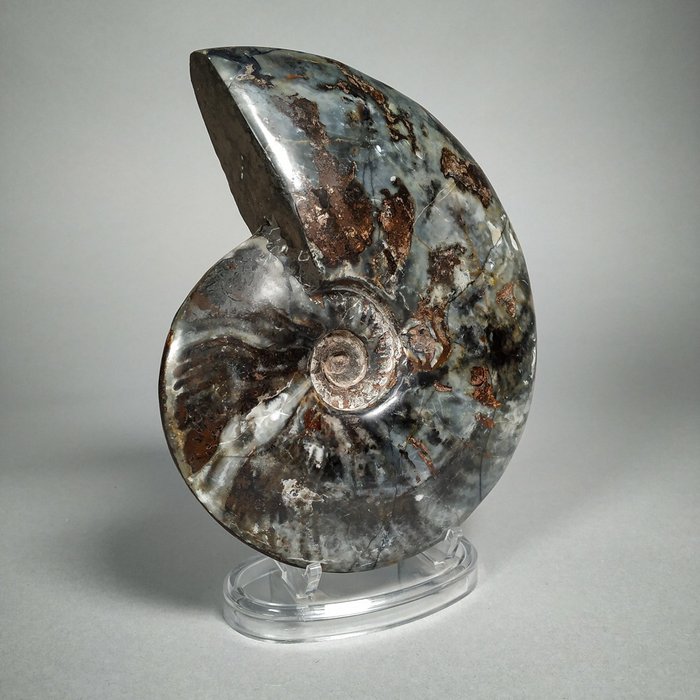 Bellissima Ammonite (esemplare nero) nella sua matrice originale - montato su supporto personale - Cleoniceras sp. - 19×15×4.4 cm