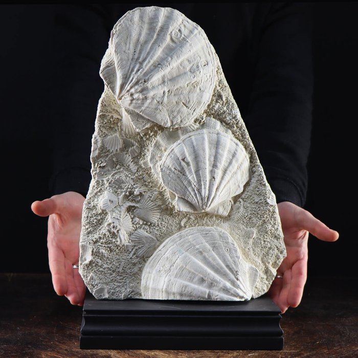Lastra con Pecten fossili su base in legno - Pecten flabelliformis - 440×290×140 mm