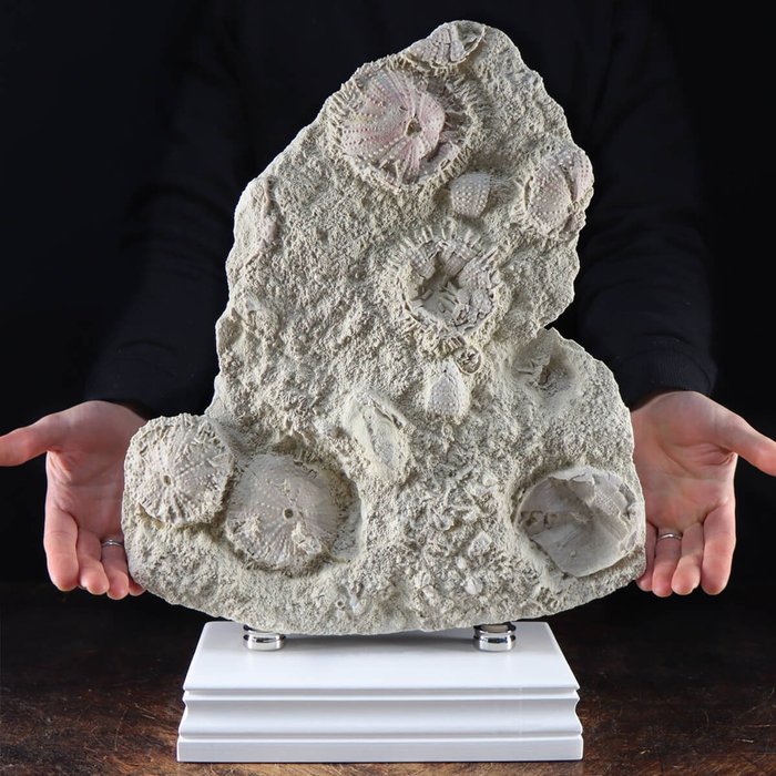 Fossile Echinoid-Platte – Grunddesign - Fossiles Fragment - Tripneustes parkinsoni