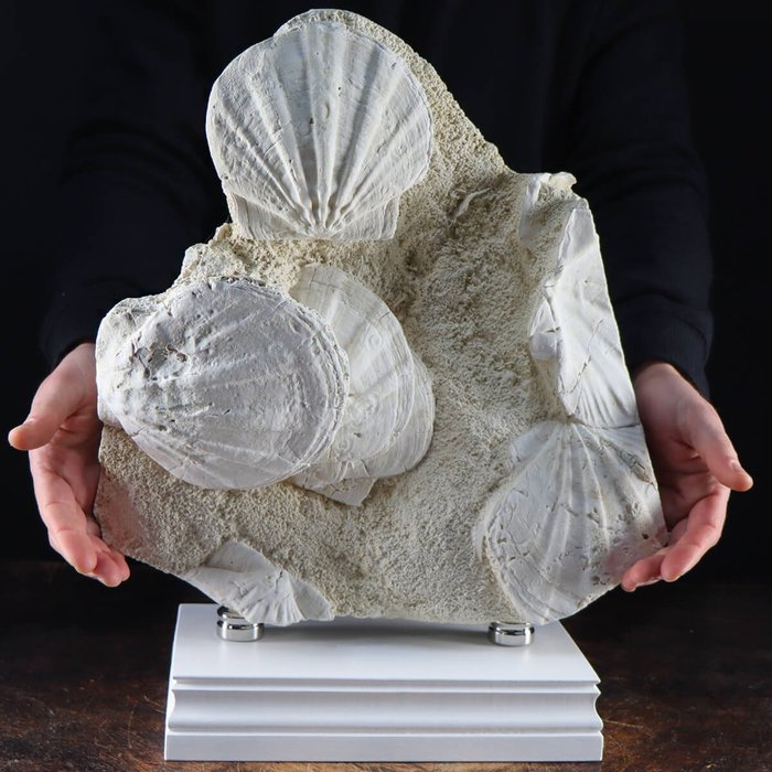Association on Matrix - Pecten Flabelliformis - Handmade Decorative Base - Fossil mortality plate - 390 mm - 350 mm