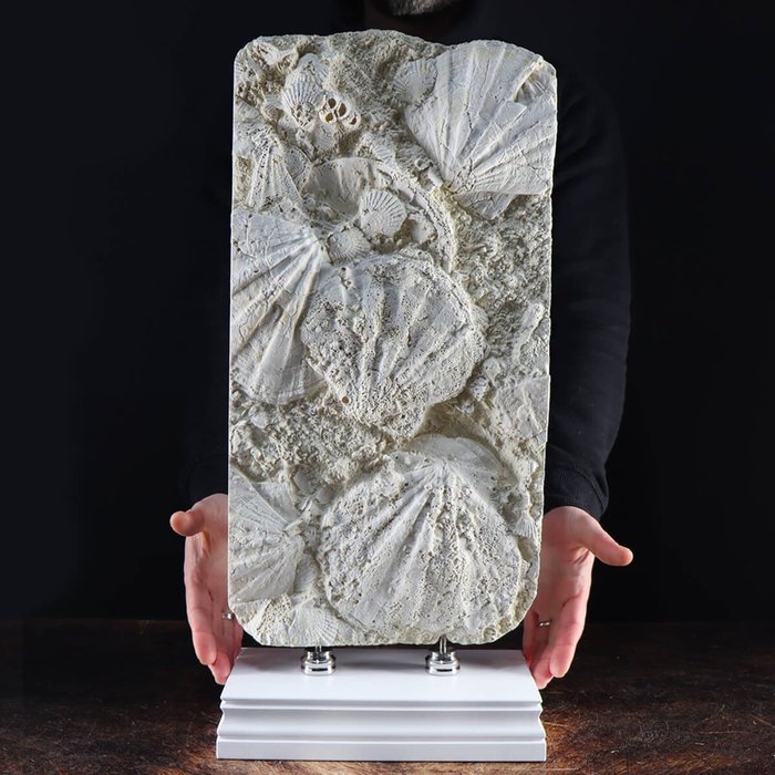 Teller mit fossilem Pecten und Balani auf einem Holzsockel - Pecten flabelliformis, Cirripedia Burmeister - 590×260×145 mm