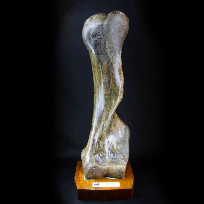 Omero di mammut lanoso - Mammuthus primigenius - 920×310×282 mm