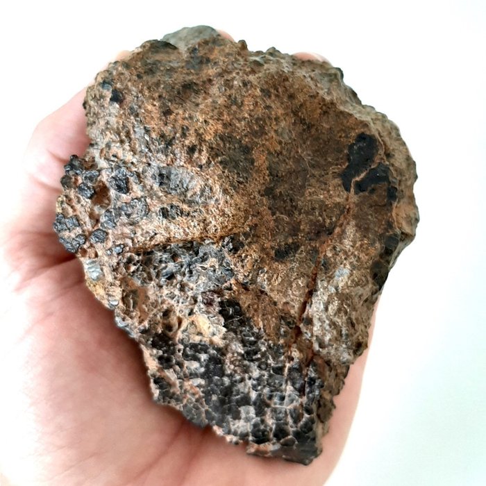 Ταουδέννι. Μετεωρίτης διογενίτη. Ο βράχος του Asteroid Vesta - 737 g