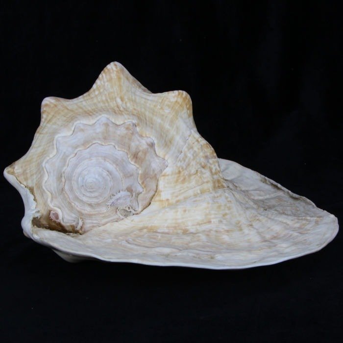 Grande coquille d'escargot de mer de conque Goliath - 280×210×130 mm Coquillage marin - Lobatus goliath