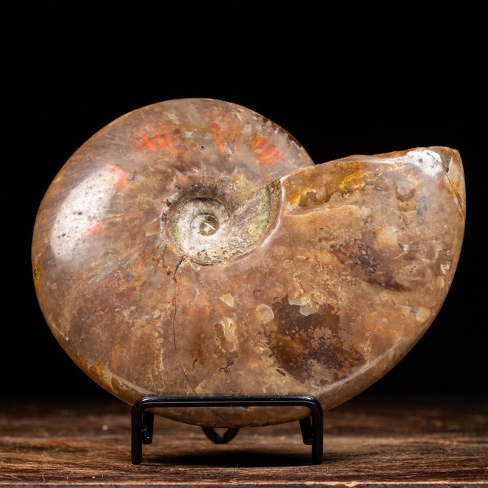 Fosszilizálódott kagyló - Red Opal Ammonite - Aioloceras (Cleoniceras) sp. - Red and Green Iridescent - 140 mm - 170 mm