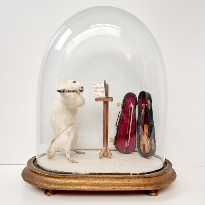 鼠 动物标本剥制全身支架 - Rariteitenkabinet " witte rat speelt flute onder een glazen stolp" Ca. 1880 - 40 cm - 34.5 cm - 21 cm