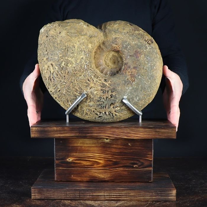 Grande ammonite fossile - Taille musée - Phylloceras - Fragment fossilisé - 440 mm - 350 mm