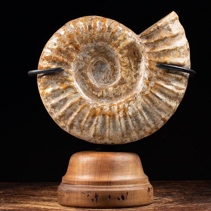 Large Ammonite Douvilleiceras on design base - Douvilleiceras - 350×310×170 mm