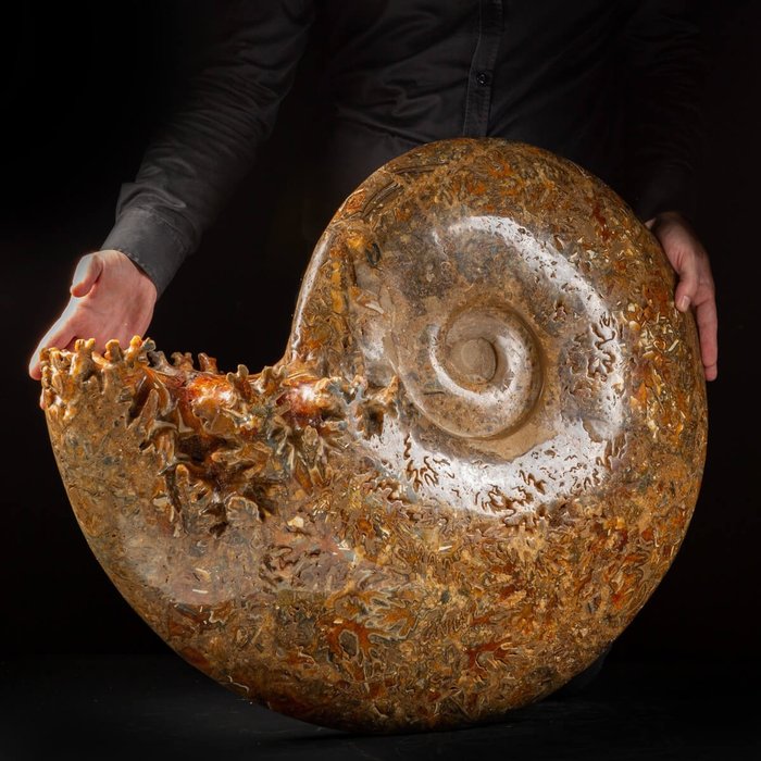 巨型菊石 - Ammonite Cleoniceras sp. - 730×630×140 mm