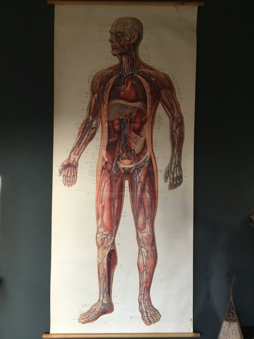 Deutsches Hygiëne Museum Dresden - Affiche scolaire/carte scolaire Anatomique grandeur nature « Cœur et circulation » - Lin , Bois