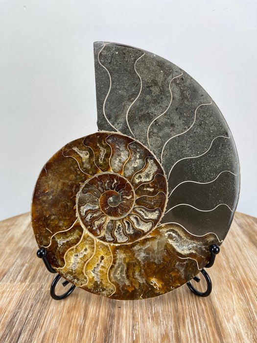 Fossile - Ammonite tagliata a metà grande - Cleoniceras - 18×14.5×2.4 cm