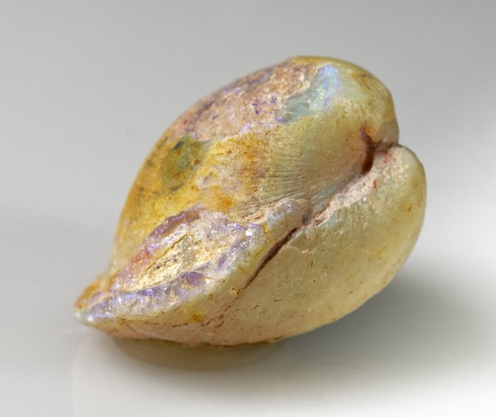 reperto raro - eccitante conchiglia opalina - 100% originale - di Coober Pedy - Cyrenopsis sp. - 38.19×35.69×22.39 mm