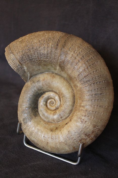 Ammolite - Francia - Lytocéras fimbriatum - 18 cm - Conservation exceptionnelle - 14×5.4×18 cm