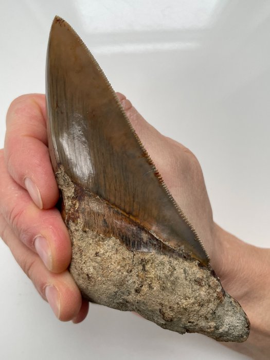 Enorme dente di Megalodon, - 13,4 cm (5,28 pollici) - Carcharocles megalodon