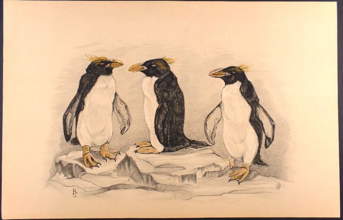 B.S. - pinguins - Années 1930